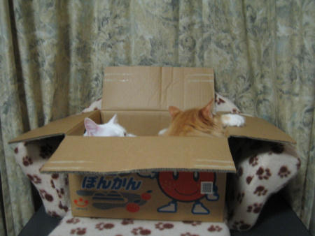 00411qqhbgkk25.jpg